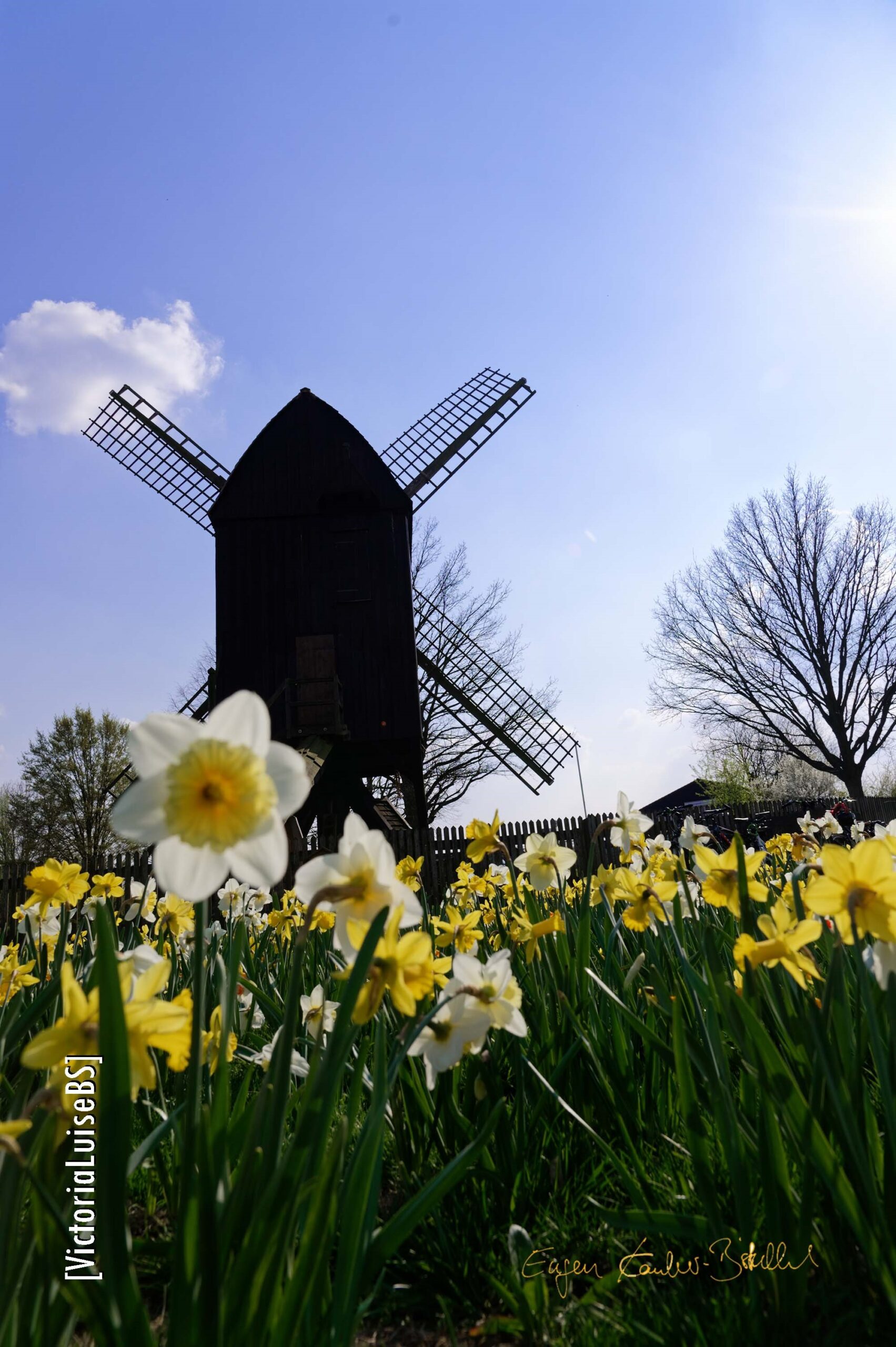 Victoria Luise Mühle in Braunschweig mit Narzissen im Vordergrund